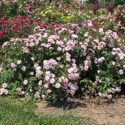 Image showing  3 gal. Rose Blushing Drift