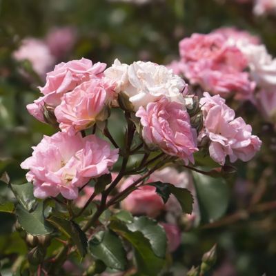Image showing  3 gal. Rose Blushing Drift