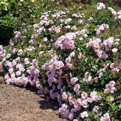 Image showing  3 gal. Rose Blushing Drift