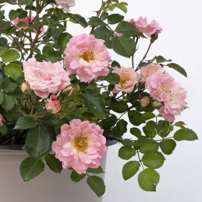 Image showing  3 gal. Rose Blushing Drift