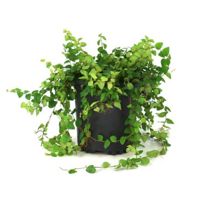 Image showing  1 gal. Ficus Creeping Fig