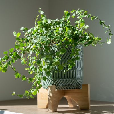 Image showing  1 gal. Ficus Creeping Fig