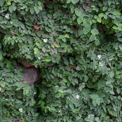 Image showing  1 gal. Ficus Creeping Fig