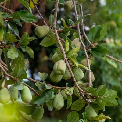 Image showing  1 gal. Ficus Creeping Fig