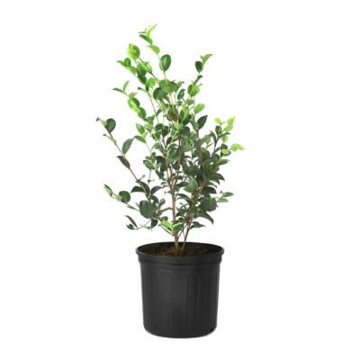 National Plant Network 3 gal. Camellia Sasanqua Rose of Autunm