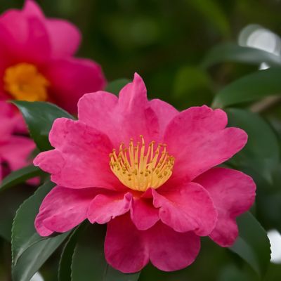 Image showing  3 gal. Camellia Sasanqua Rose of Autunm