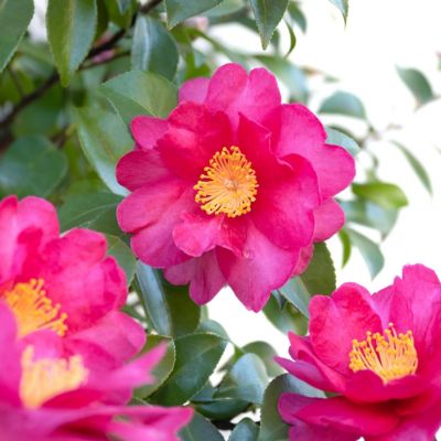 Image showing  3 gal. Camellia Sasanqua Rose of Autunm