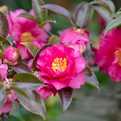 Image showing 5 th National Plant Network 3 gal. Camellia Sasanqua Rose of Autunm