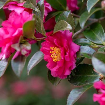 Image showing 6 th National Plant Network 3 gal. Camellia Sasanqua Rose of Autunm
