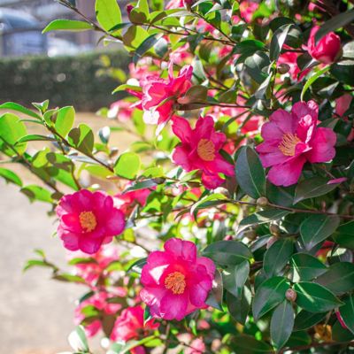 Image showing 7 th National Plant Network 3 gal. Camellia Sasanqua Rose of Autunm
