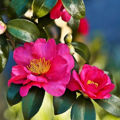 Image showing 8 th National Plant Network 3 gal. Camellia Sasanqua Rose of Autunm