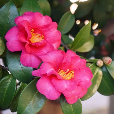Image showing 9 th National Plant Network 3 gal. Camellia Sasanqua Rose of Autunm