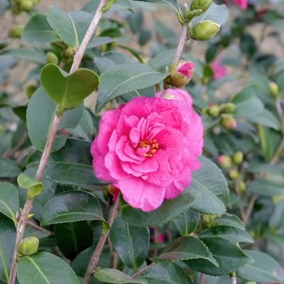 Image showing  1 gal. Camellia Sasanqua Asakura