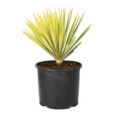 Image showing  3 gal. Yucca Color Guard