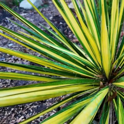 Image showing  3 gal. Yucca Color Guard