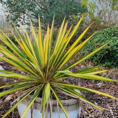 Image showing  3 gal. Yucca Color Guard
