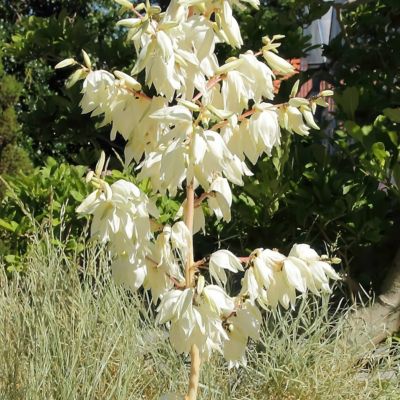 Image showing  3 gal. Yucca Color Guard