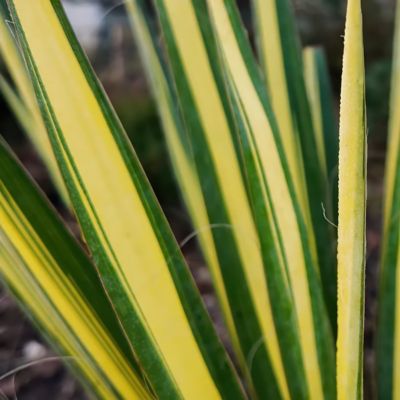 Image showing  3 gal. Yucca Color Guard