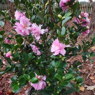 Image showing  3 gal. Camellia Sasanqua Pink Snow