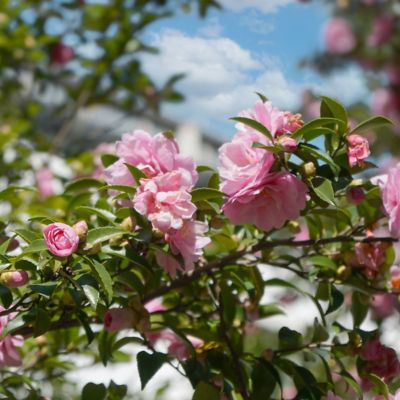 Image showing  3 gal. Camellia Sasanqua Pink Snow