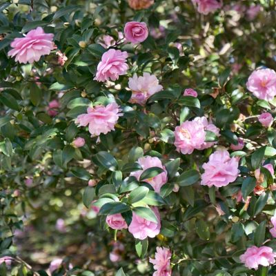 Image showing  3 gal. Camellia Sasanqua Pink Snow