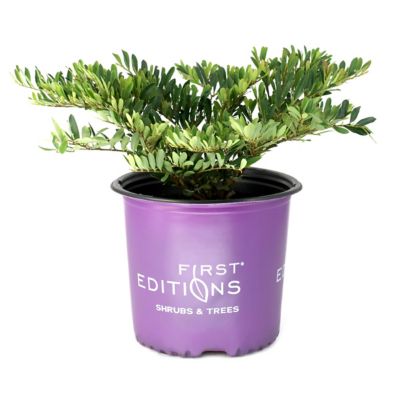 National Plant Network 3 gal. Distillum Cinnamon Girl