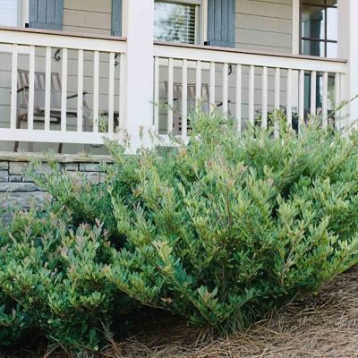 Image showing  3 gal. Distillum Cinnamon Girl