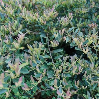 Image showing  3 gal. Distillum Cinnamon Girl