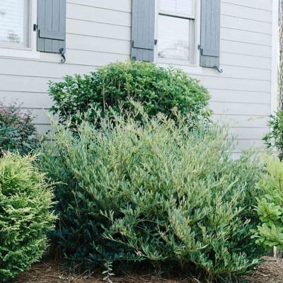 Image showing  3 gal. Distillum Cinnamon Girl