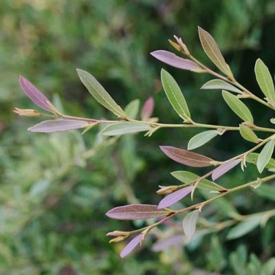 Image showing  3 gal. Distillum Cinnamon Girl