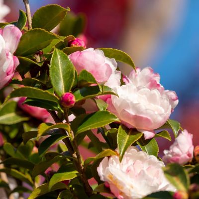Image showing  1 gal. Camellia Sasanqua Moon Shawdow
