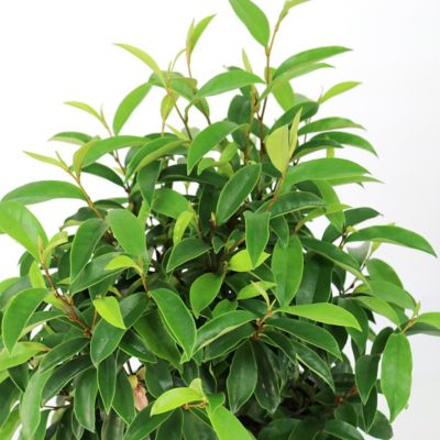 Image showing  3 gal. Magnolia Stellar Ruby