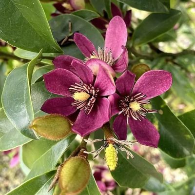 Image showing  3 gal. Magnolia Stellar Ruby