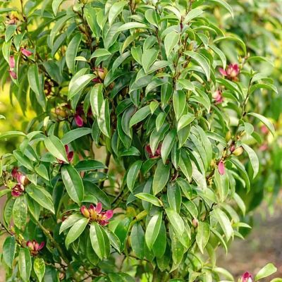 Image showing  3 gal. Magnolia Stellar Ruby