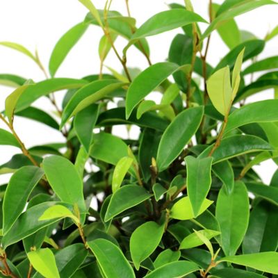 Image showing  3 gal. Magnolia Stellar Ruby