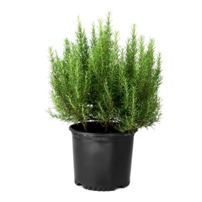 National Plant Network 3 gal. Rosemary Tuscan Blue