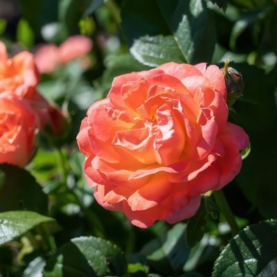 Image showing  2 gal. Rose Knockout Orange Glow