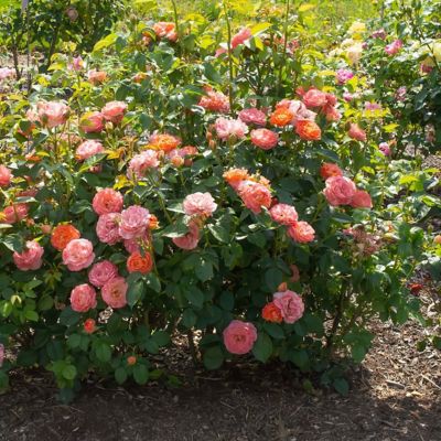 Image showing  2 gal. Rose Knockout Orange Glow