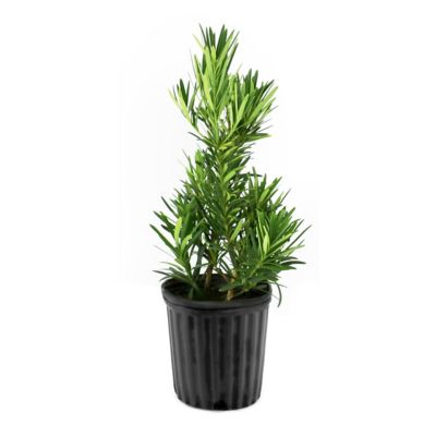 National Plant Network 1 gal. Japanese Yew Pringles Dwarf