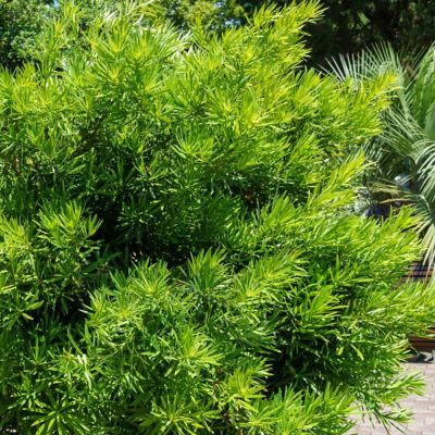 Image showing  1 gal. Japanese Yew Pringles Dwarf