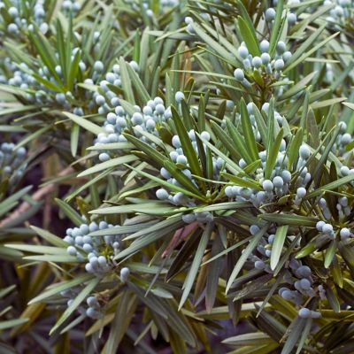 Image showing  1 gal. Japanese Yew Pringles Dwarf