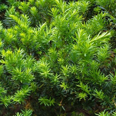 Image showing  1 gal. Japanese Yew Pringles Dwarf