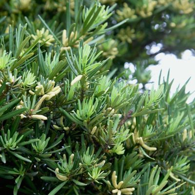 Image showing  1 gal. Japanese Yew Pringles Dwarf