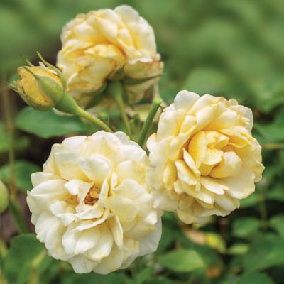 Image showing  3 gal. Rose Buttercream Drift