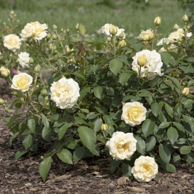 Image showing  3 gal. Rose Buttercream Drift