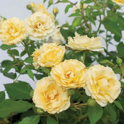 Image showing  3 gal. Rose Buttercream Drift