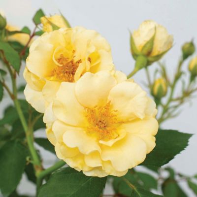 Image showing  3 gal. Rose Buttercream Drift