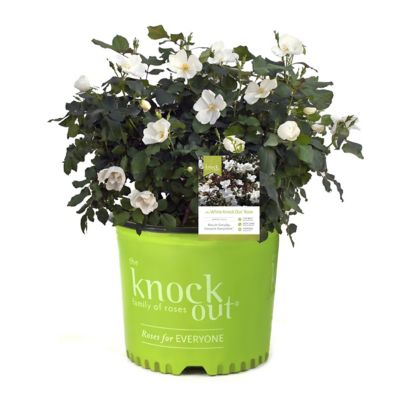 National Plant Network 3 gal. Rose White Knock Out