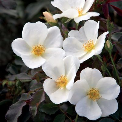 Image showing  3 gal. Rose White Knock Out