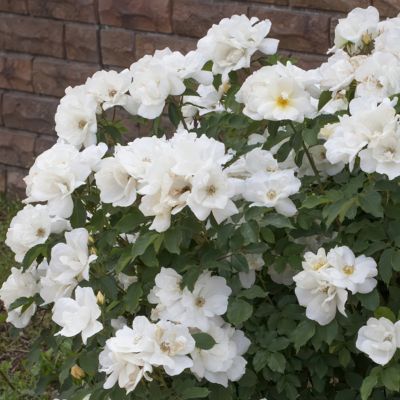 Image showing  3 gal. Rose White Knock Out